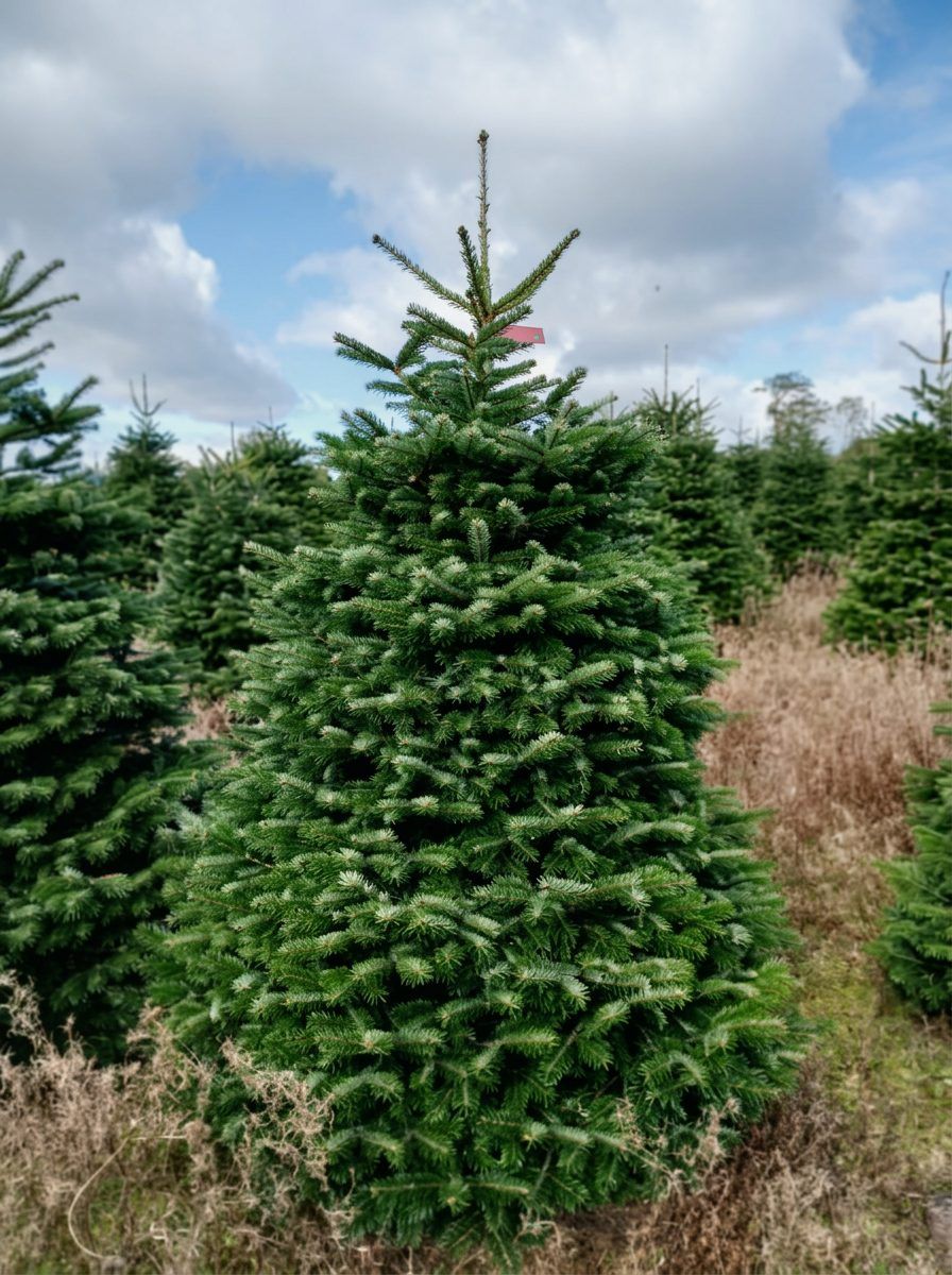 Tree number 1, a Nordmann fir from Central Jutland