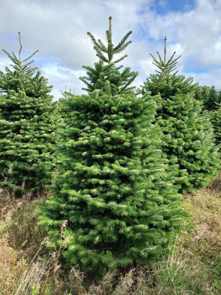 Tree number 5, a Nordmann fir from Central Jutland