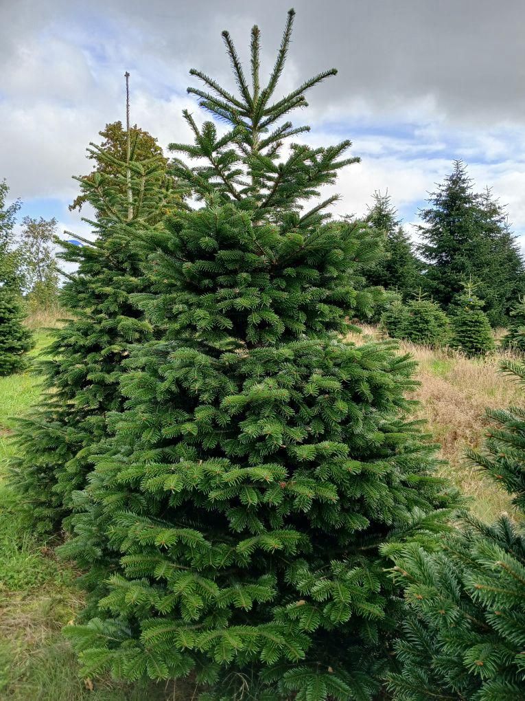 Tree number 14, a Nordmann fir from Central Jutland