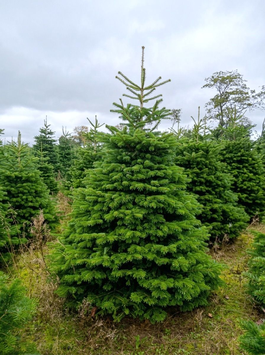 Tree number 15, a Nordmann fir from Central Jutland