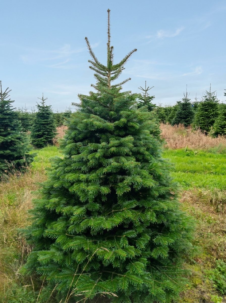 Tree number 18, a Nordmann fir from Central Jutland