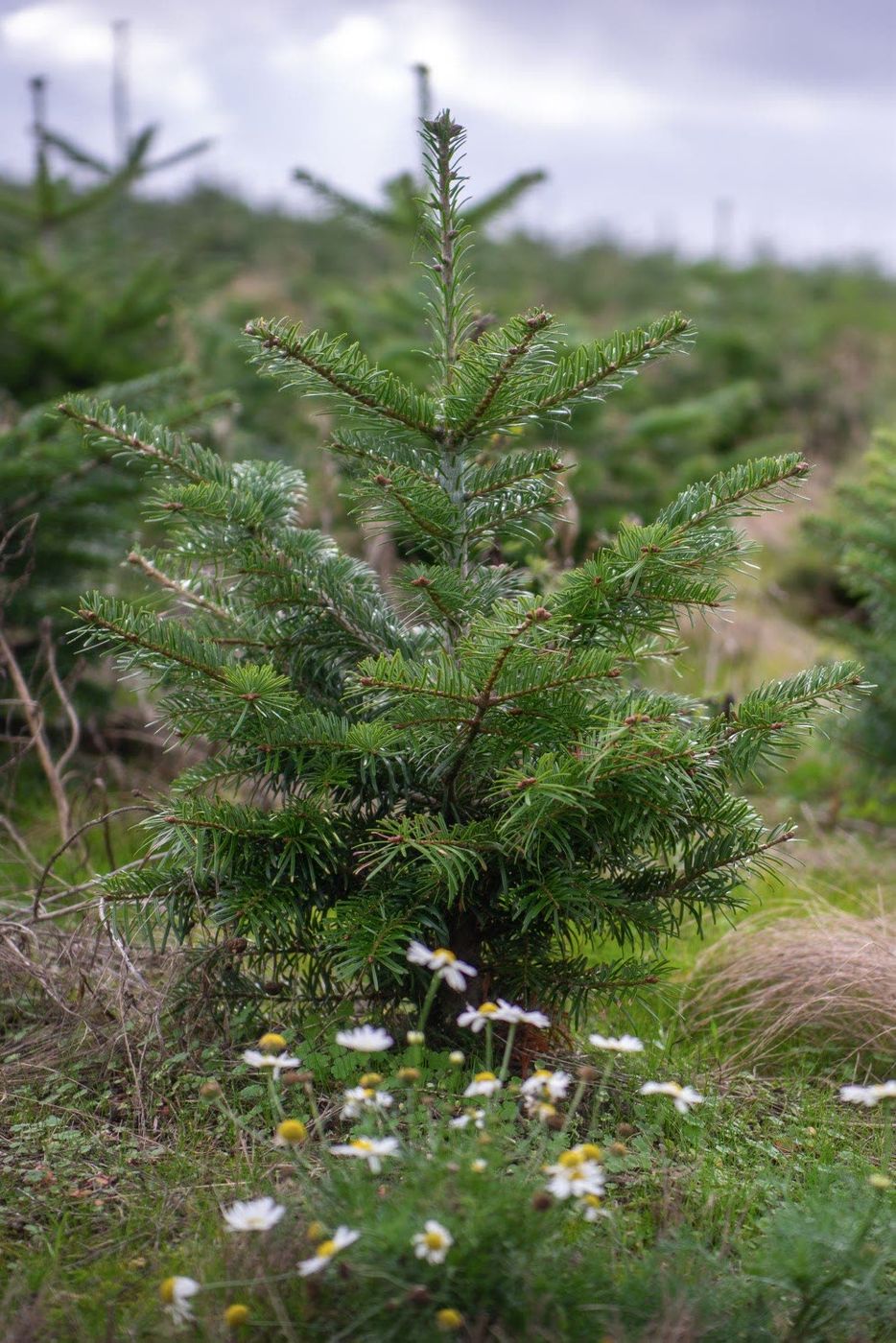 Planted by hand